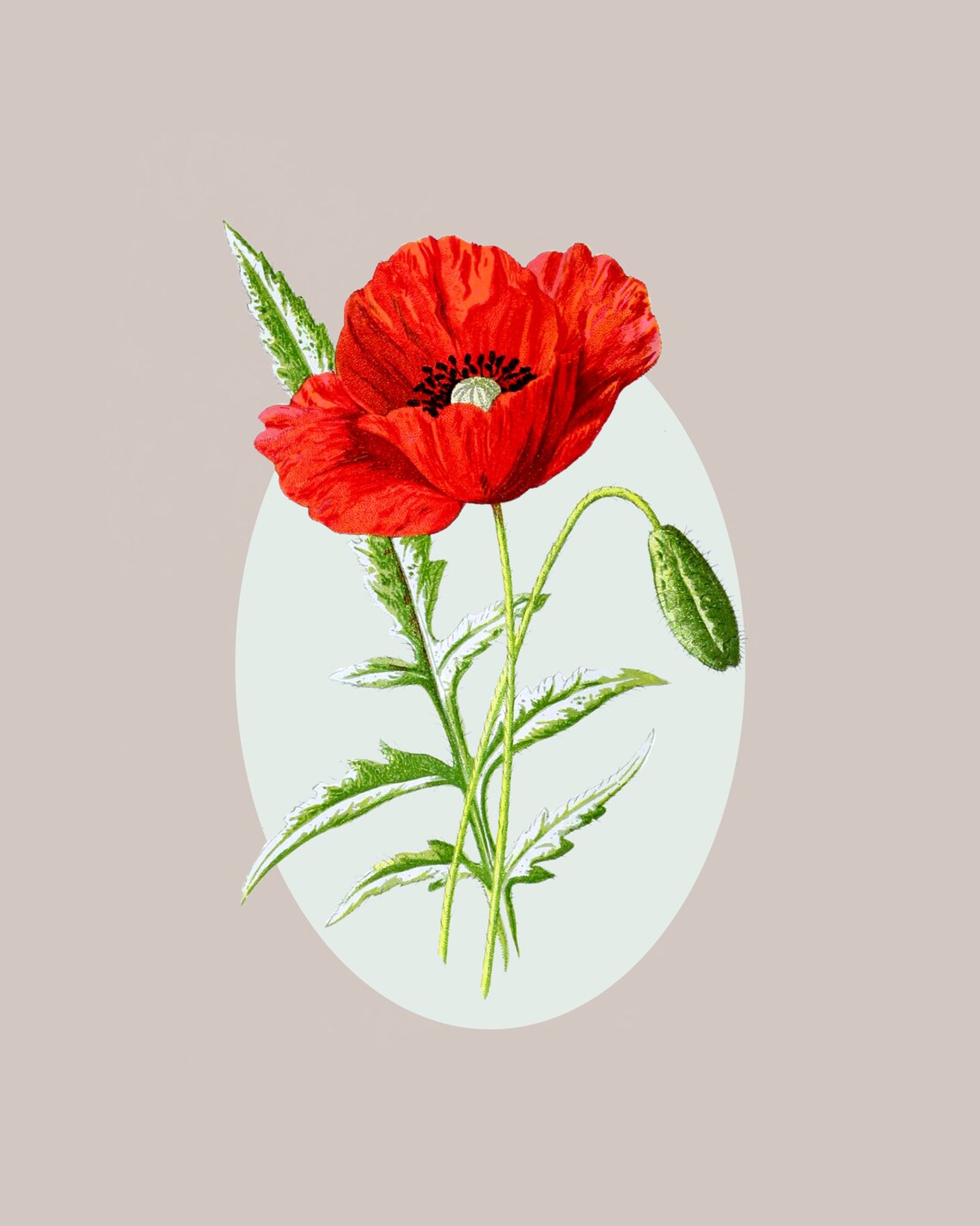 Poppy Wildflower Botanical Wall Art Print - Image 2