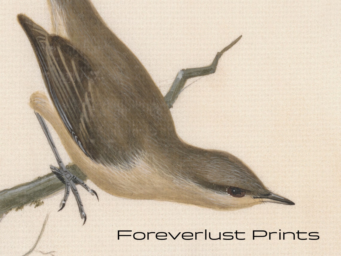 Vintage Warbler Bird Study Perched On Branch Rustic Wall Art Print - Image 2