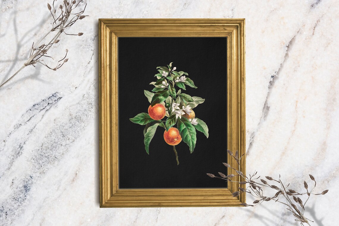 Clementine Botanical Print Orange Branch Blossom Black Background Art Print