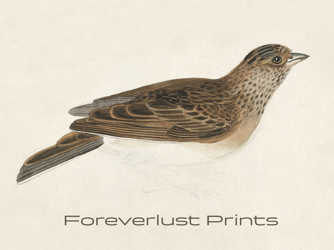 Vintage Songbird Study Brown Speckled Bird Cottage Wall Art Print - Image 2