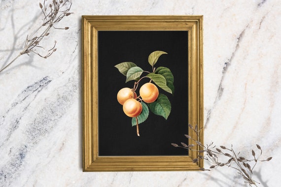 Peach Art Print Original Oil Painting Still Life Print Moody Peach Painting Still Life Oil Painting Kitchen Print