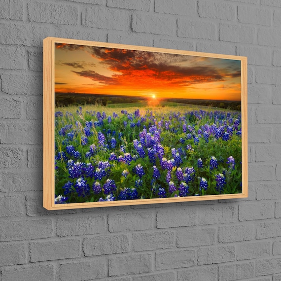Bluebonnet Wildflower Field Fiery Orange Sunset Landscape Poster