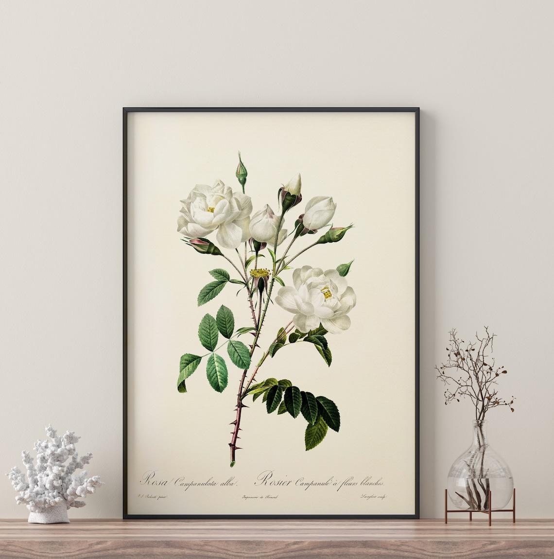 White Rose Branch Watercolor Botanical Art Print