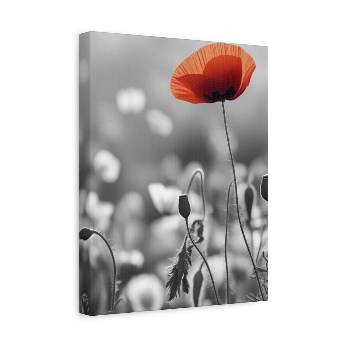 Red Poppy Flower Wall Art Black And White Nature Print With Color Accent Minimalist Botanical Poster Selective Fine