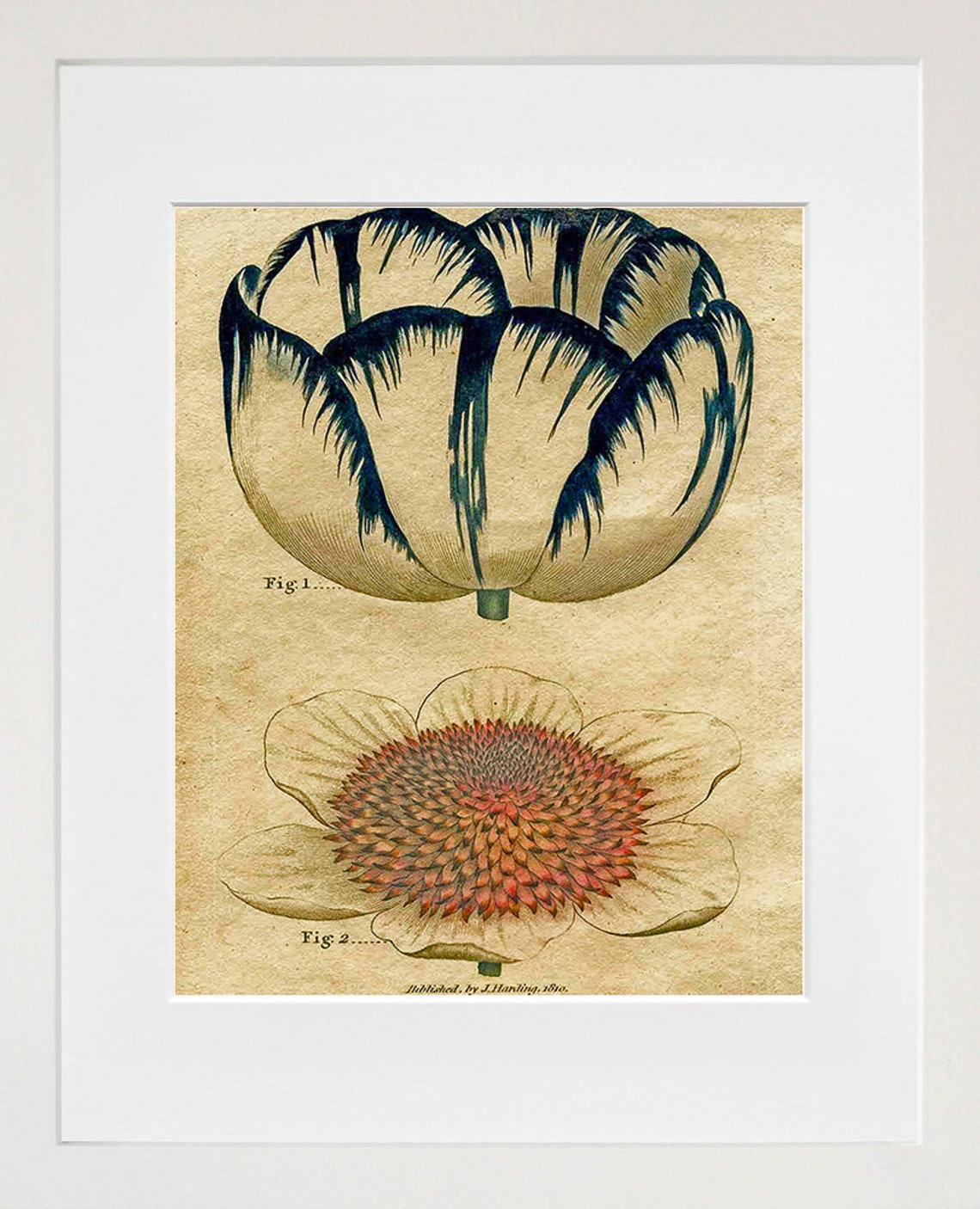 Antique 1810 Botanical Flower Engravings Fig 1 Fig 2 Vintage Art Print - Image 2