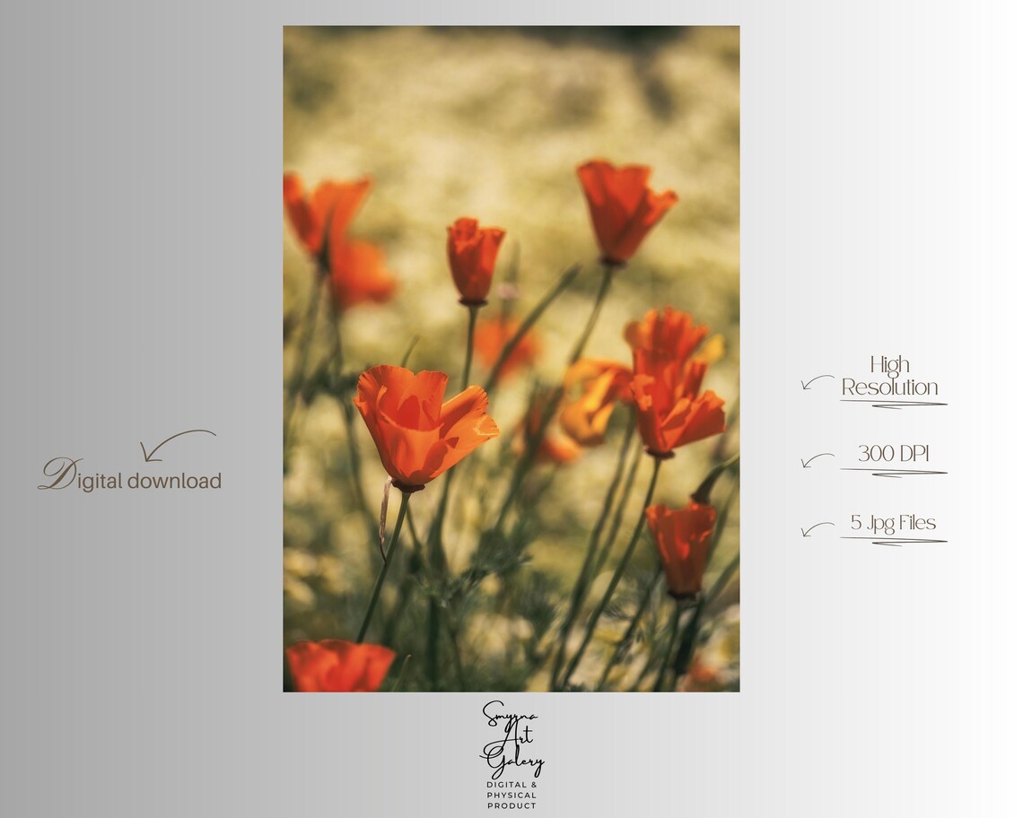 Orange California Poppies Wildflower Meadow Photography Poster