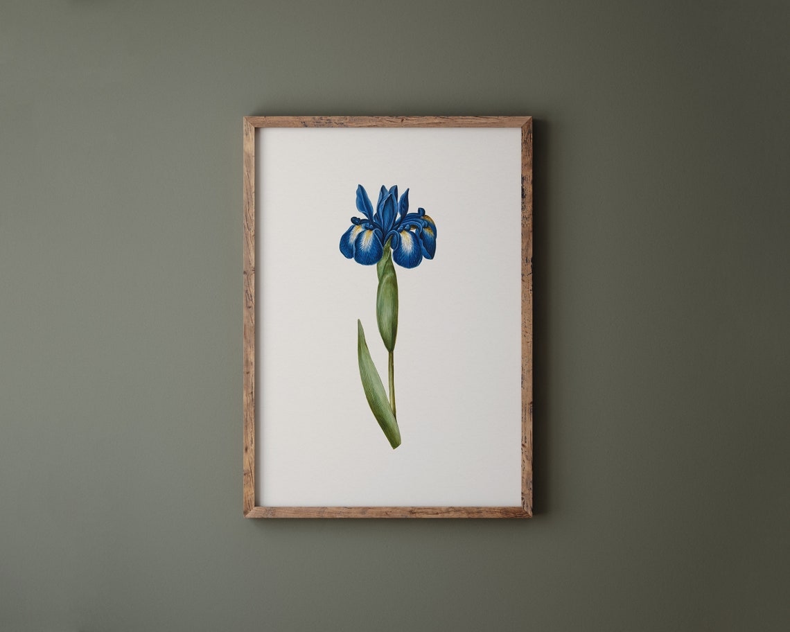 Blue English Iris Latifolia Botanical Flower Vintage Art Print - Image 2