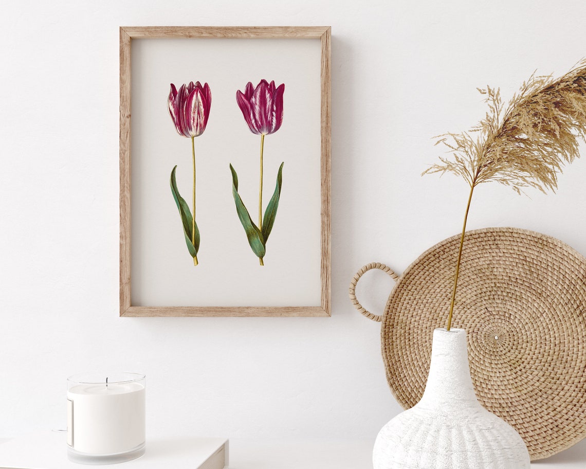 Striped Purple Garden Tulip Pair Botanical Vintage Art Print - Image 3