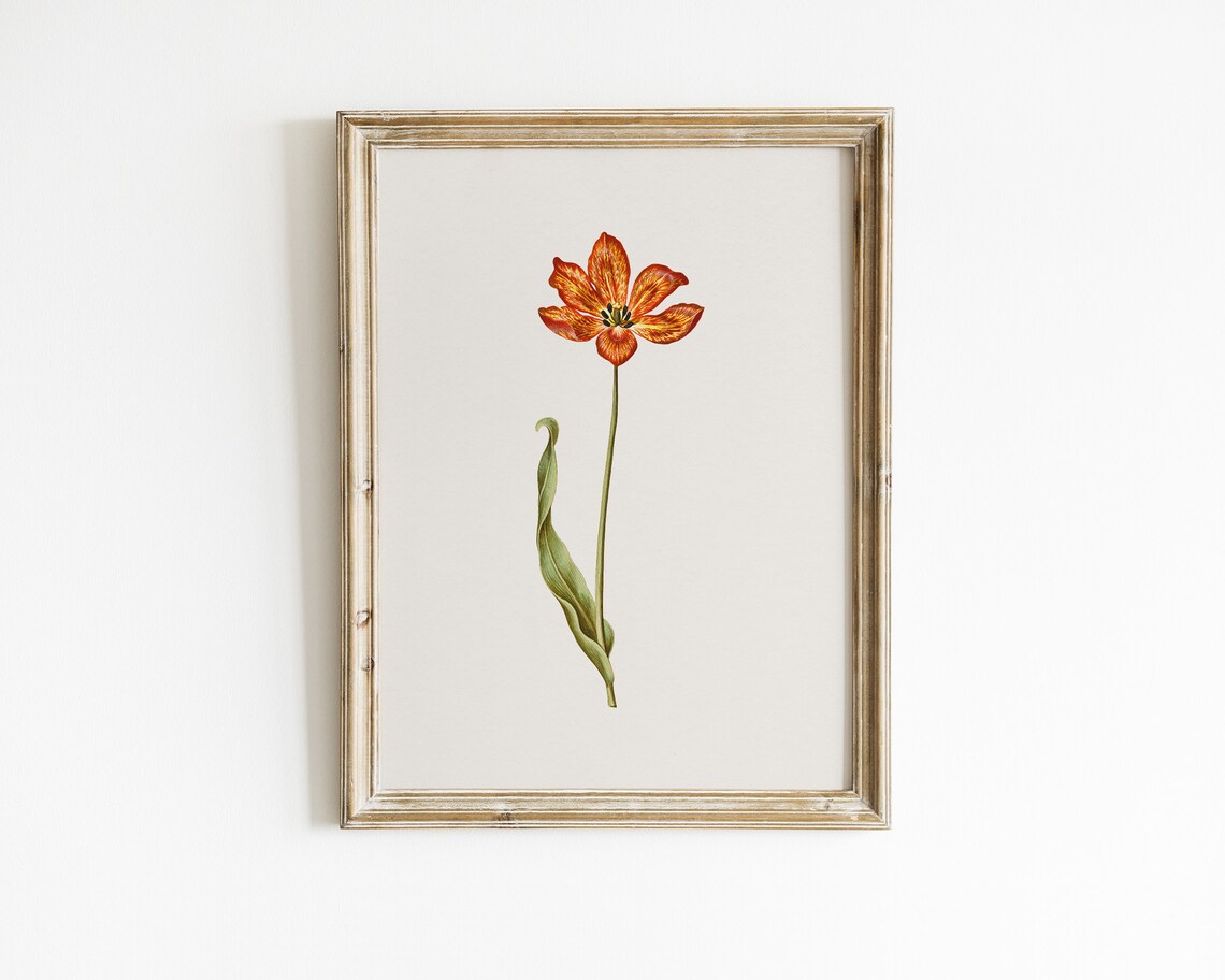 Tall Open Orange Garden Tulip Botanical Vintage Flower Art Print - Image 2