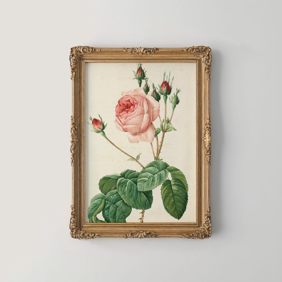 Single Blush Pink Rose Bloom with Buds Vintage Botanical Poster