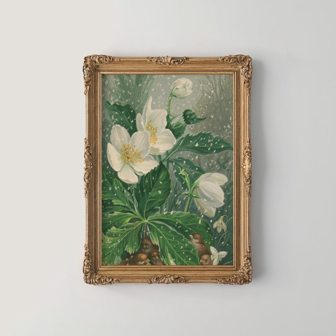 White Hellebore Christmas Rose in Snow Vintage Botanical Art Poster