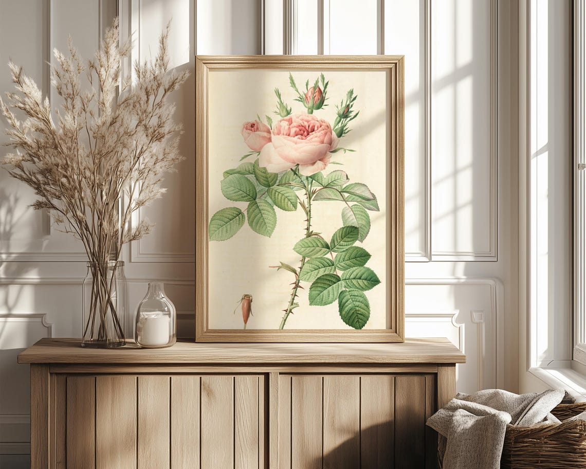 Blush Pink Cabbage Rose Vintage Botanical Illustration Wall Print - Image 4
