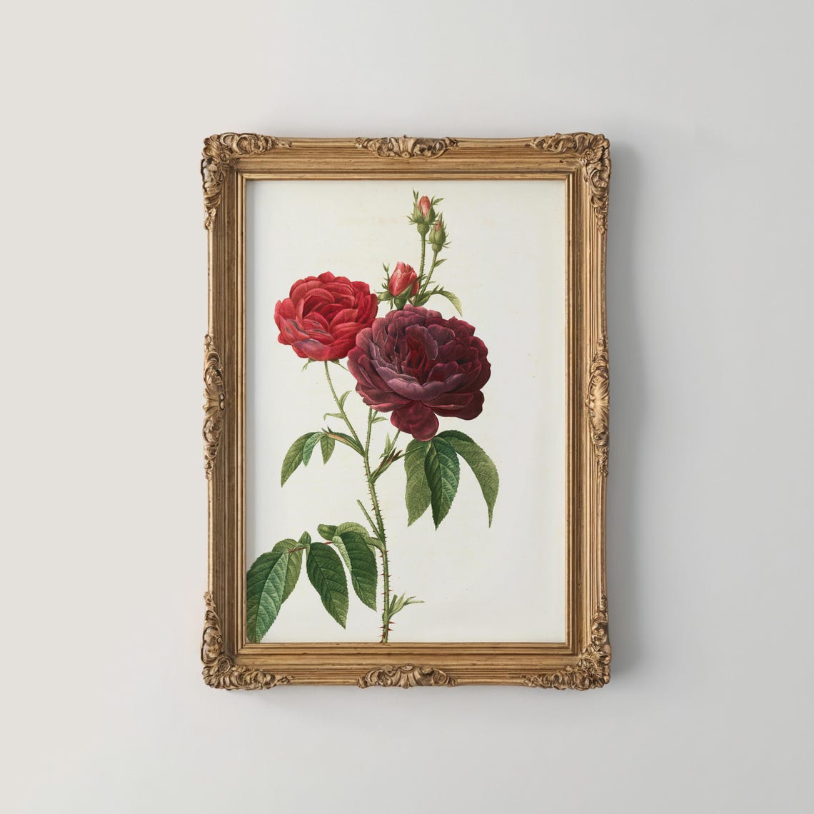 Deep Burgundy Garden Roses Classic Vintage Botanical Wall Print