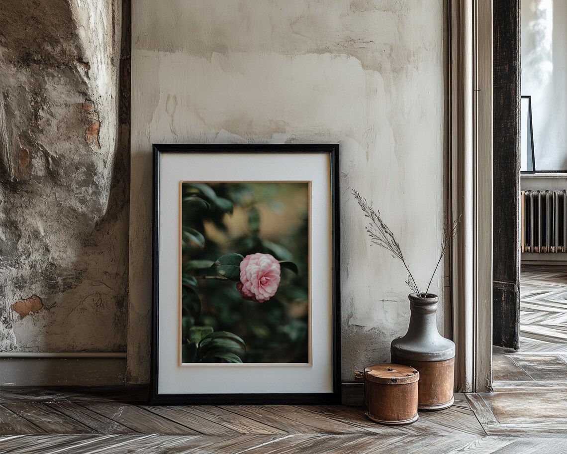 Pink Camellia Bloom On Dark Green Foliage Moody Photograph Print - Image 3