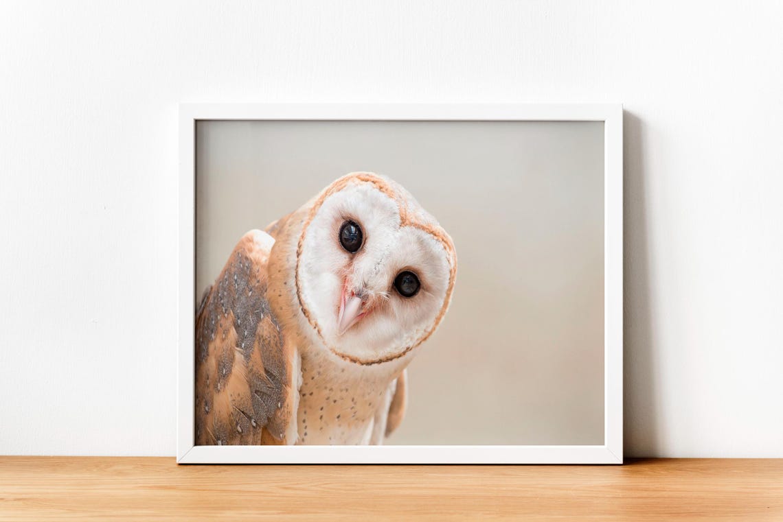 Intimate Barn Owl Face Close-Up Wildlife Photography Canvas Wall Art - Image 3