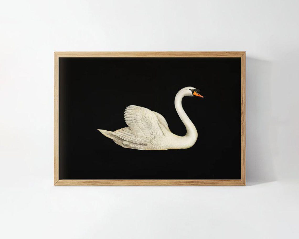 Elegant White Swan On Black Background Minimalist Bird Poster