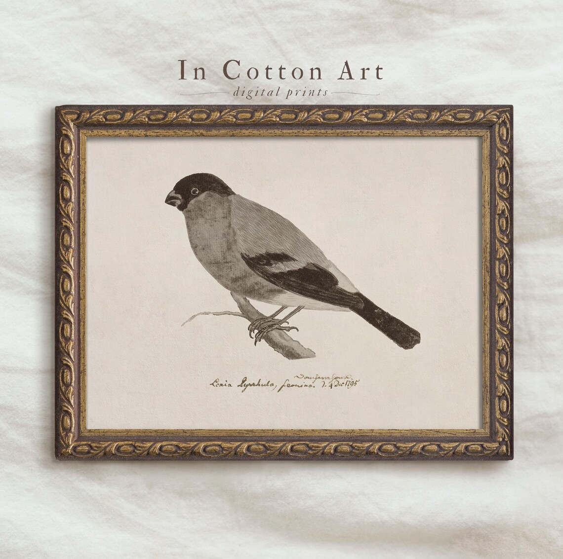 Vintage Bullfinch Bird Print, Antique Bird Illustration - Image 4