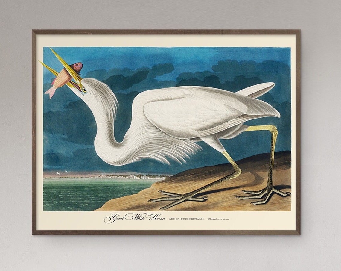 Great White Heron Vintage Audubon Style Coastal Bird Wall Art - Image 5