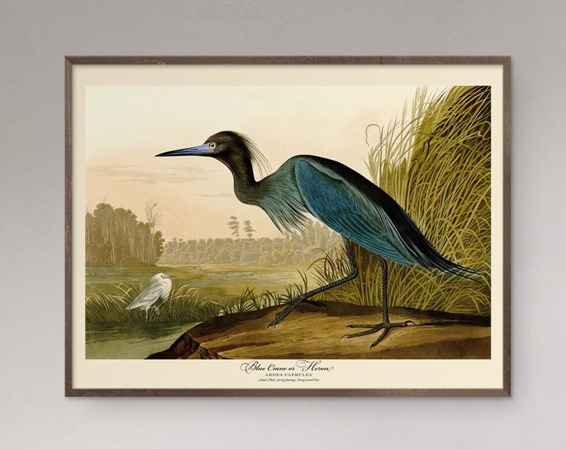 John Audubon Blue Crane Heron Vintage Travel Poster - Image 5