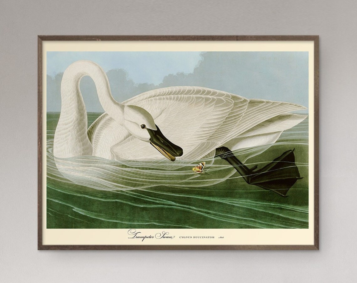 Elegant Trumpeter Swan Vintage Natural History Bird Art Poster - Image 5
