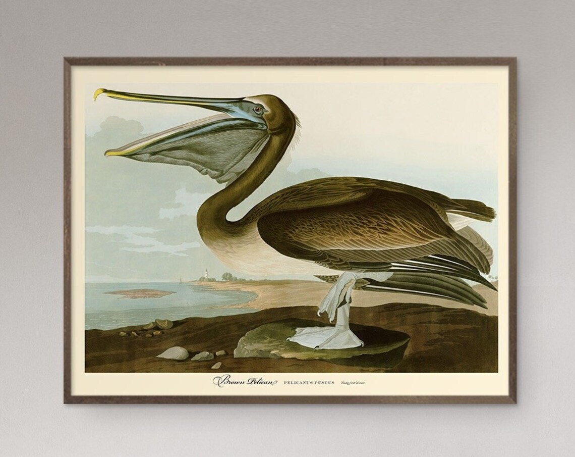 Brown Pelican Vintage Bird Poster, John Audubon - Image 5