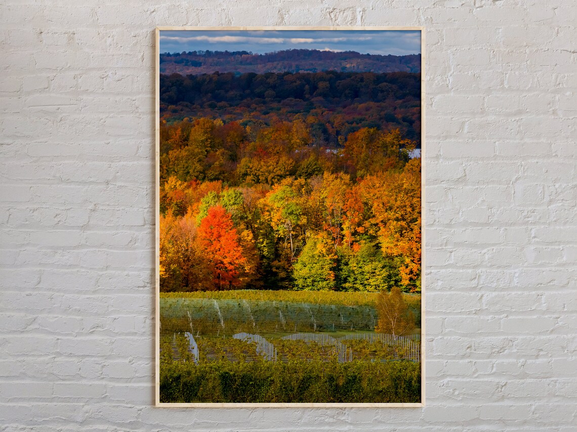Traverse City Michigan Autumn Vineyard Hills Landscape Photo Poster