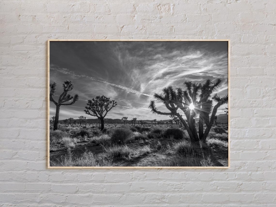 Joshua Tree National Park Desert Sunset Black And White Photo Poster