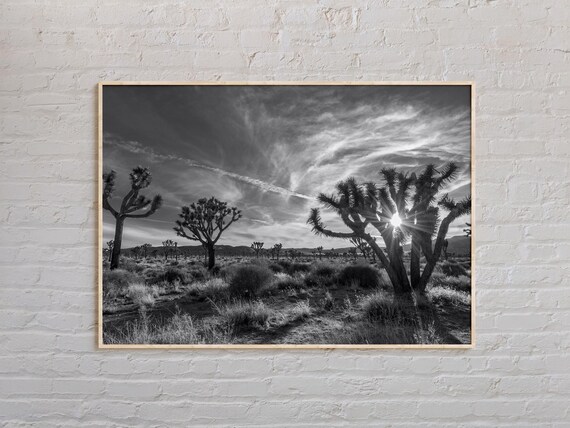 Joshua Tree National Park Desert Sunset Black And White Photo Poster