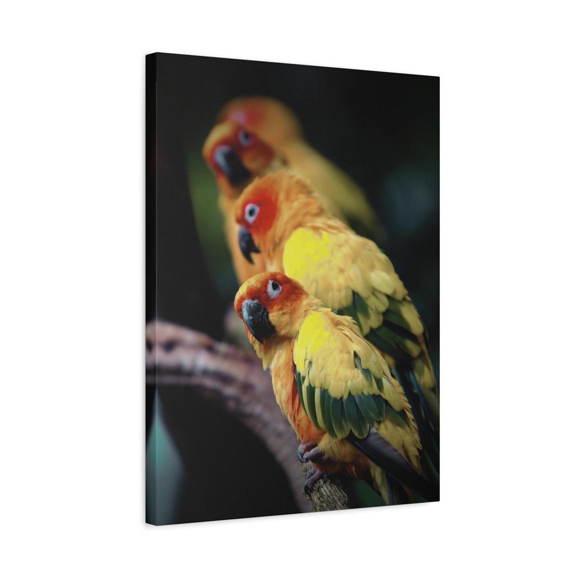 Sun Conure Parrot Trio Vibrant Tropical Bird Photography Wall Art