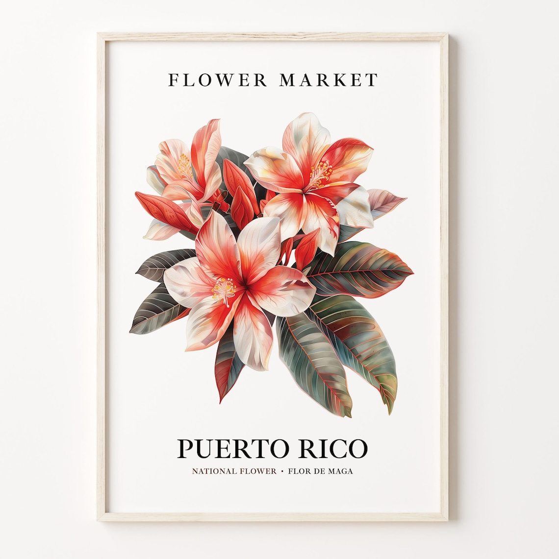 Flor De Maga Art Print, Puerto Rico Botanical