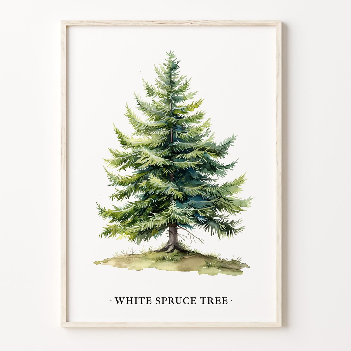 White Spruce Tree Watercolor Botanical Forest Nature Wall Art