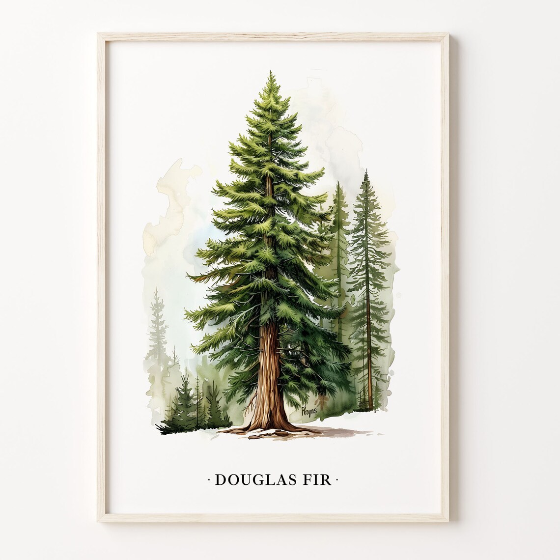 Douglas Fir Tree Botanical Illustration Art Print