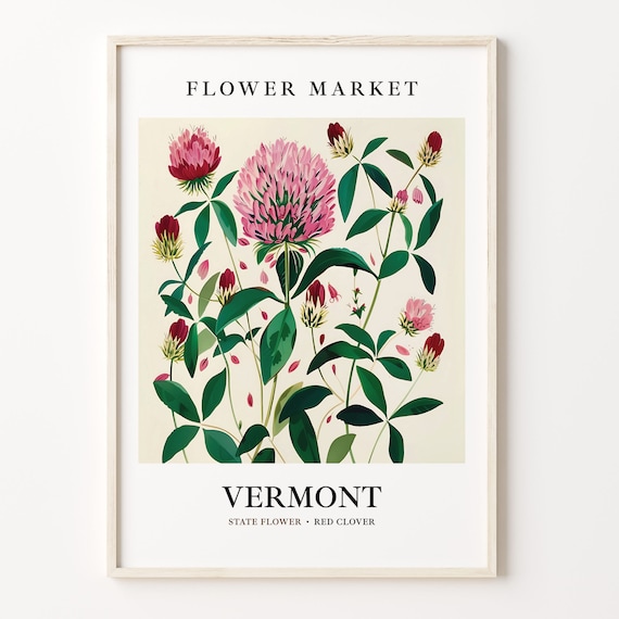 Vermont State Flower Red Clover, 1960s Botanical Art Print