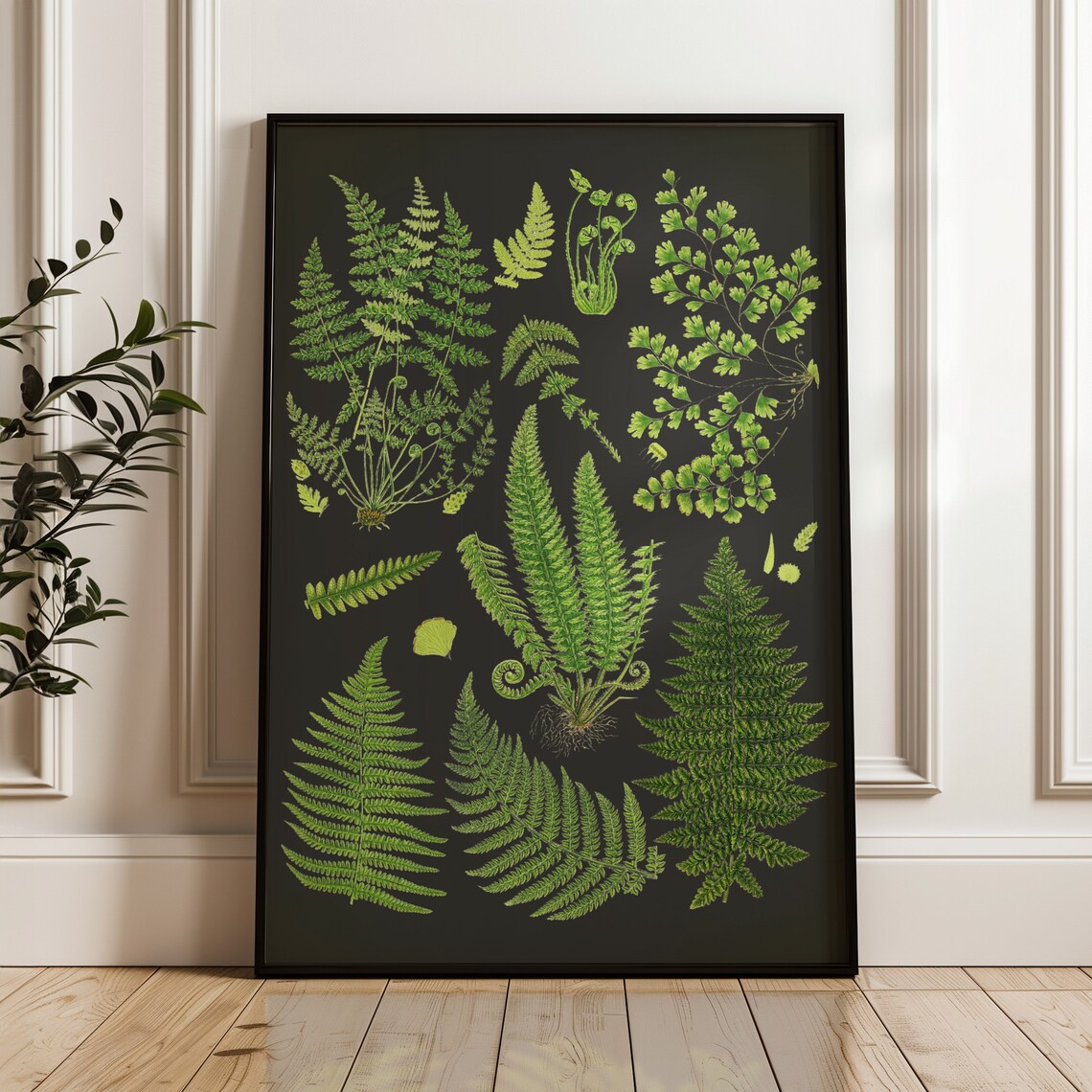Fern Botanical Scientific Illustration Art Print