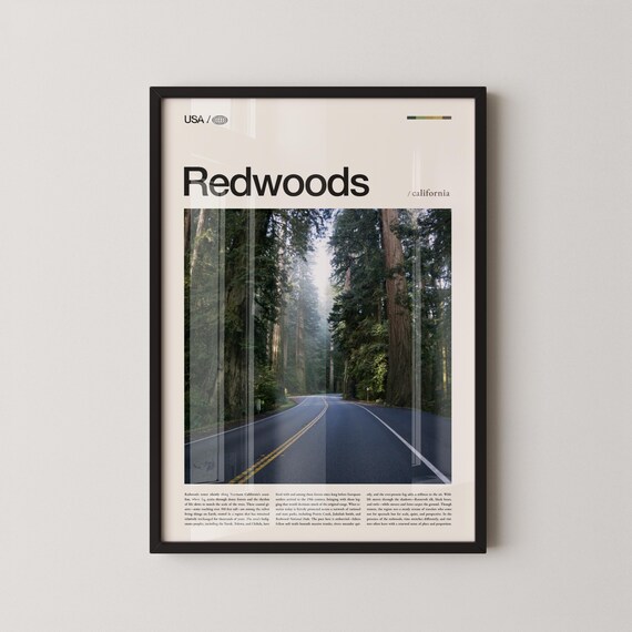 Redwoods California Towering Redwood Road Avenue Photo Poster