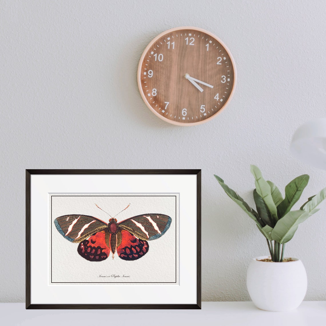 Vintage Icarus Butterfly Natural History Illustration Red Wings Poster - Image 2