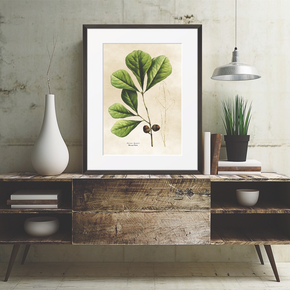 Vintage Water Oak Botanical Illustration Green Leaves Acorn Poster - Image 3