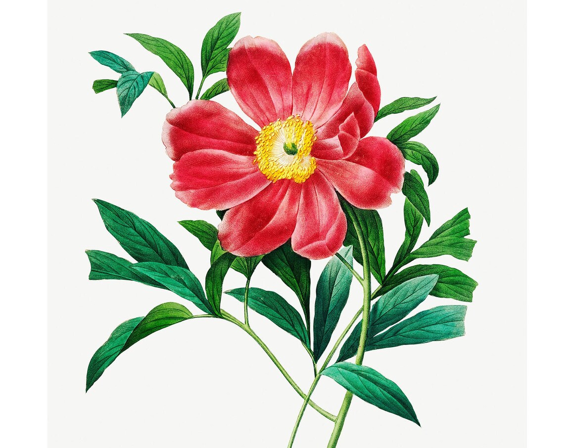 Red Peony Bloom Antique Botanical Flower 1833 Lithograph Poster