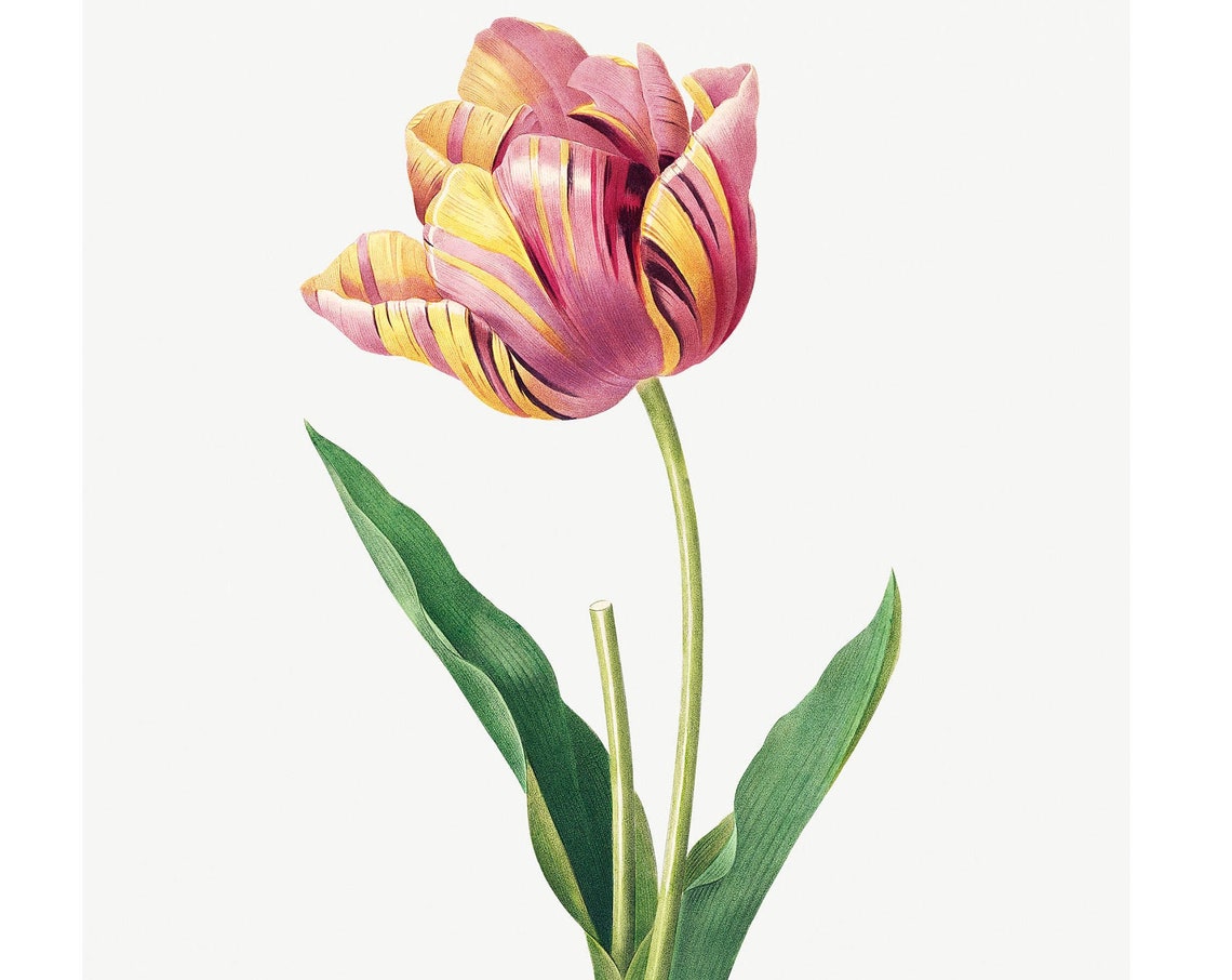 Striped Pink Yellow Tulip Antique Botanical Flower Engraving Poster