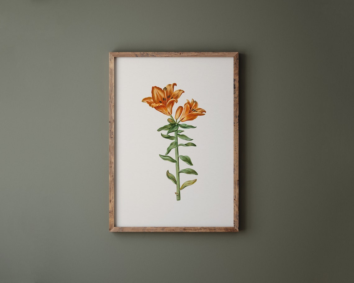 Orange Lily Stem Botanical Flower Illustration Vintage Art Print - Image 2