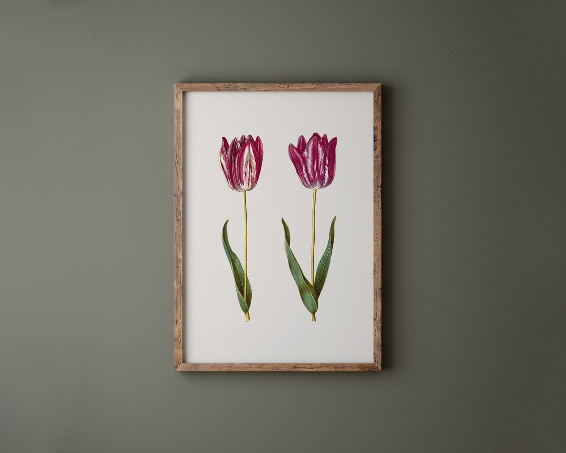 Striped Purple Garden Tulip Pair Botanical Vintage Art Print - Image 2