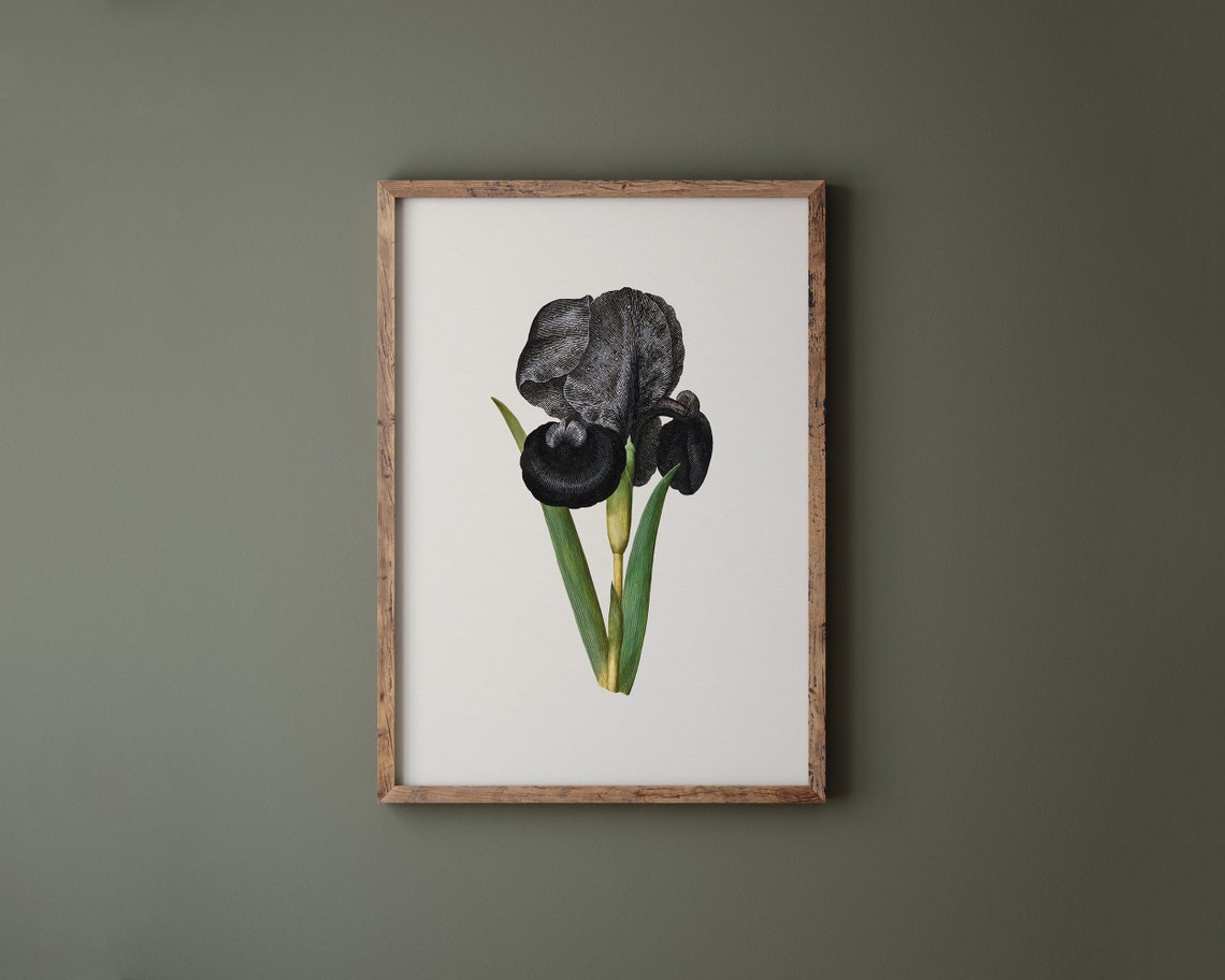 Black Mourning Iris Susiana Botanical Dark Elegant Flower Art Print - Image 2