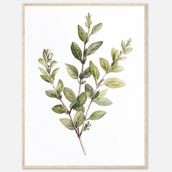 Marjoram Watercolor Print Herb Wall Art Green Herbs Botanical Illustration Kitchen Dining Room Food By Nataliaayuart