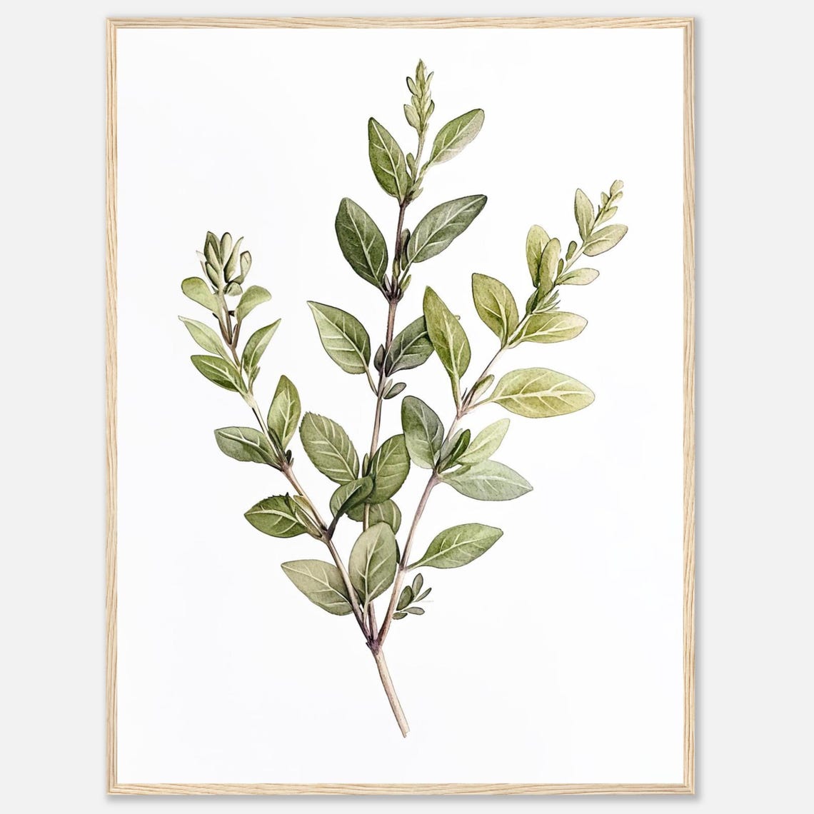 Marjoram Herb Watercolor Botanical Art Print For Kitchen Decor