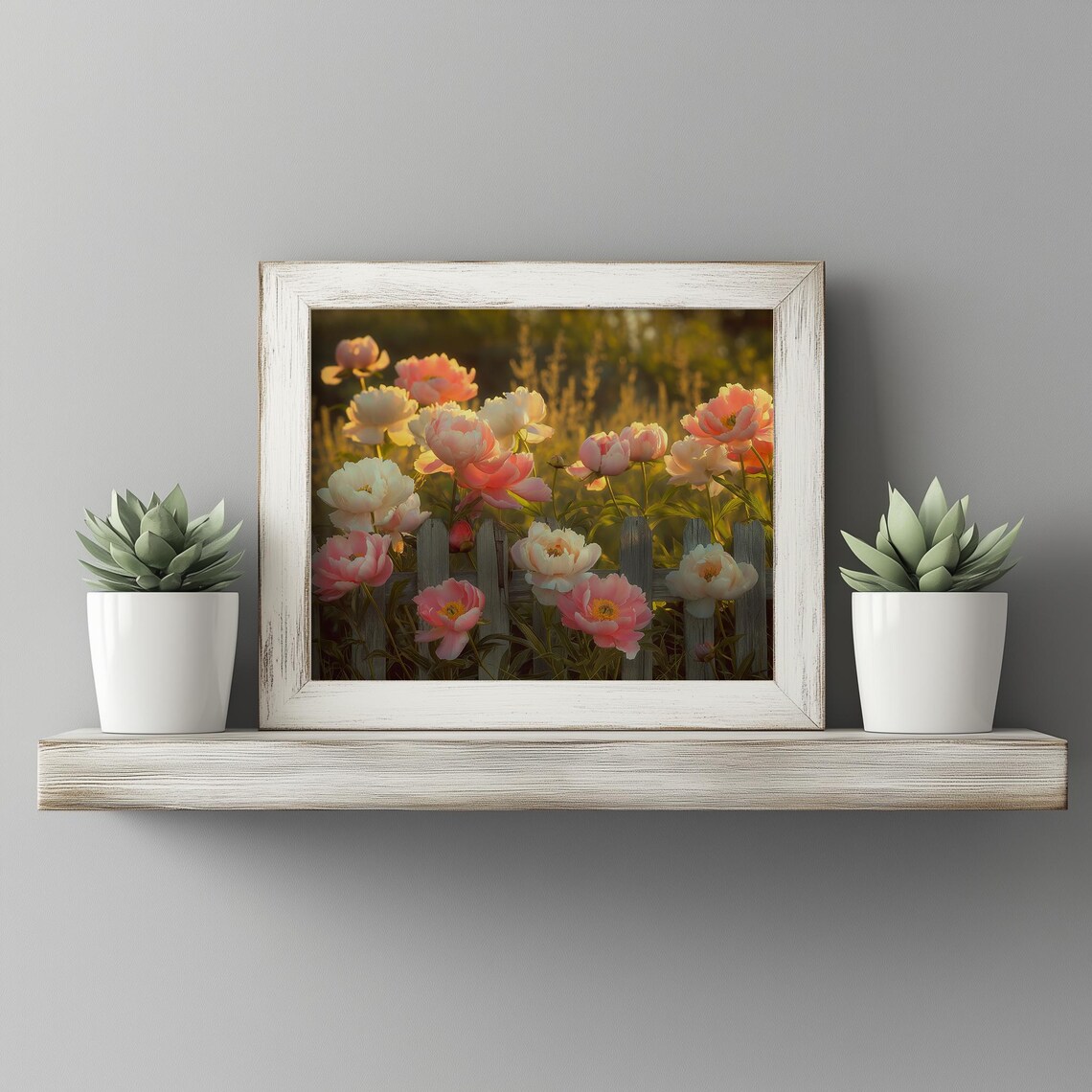 Blush Pink Peonies Against Garden Fence Golden Hour Floral Poster