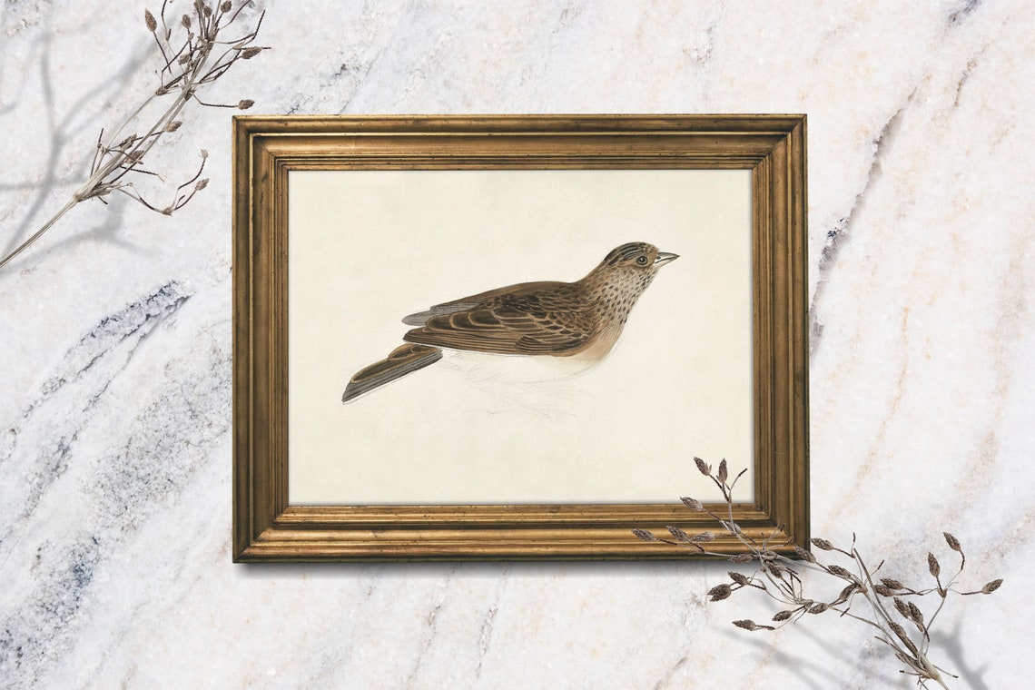 Vintage Songbird Study Brown Speckled Bird Cottage Wall Art Print