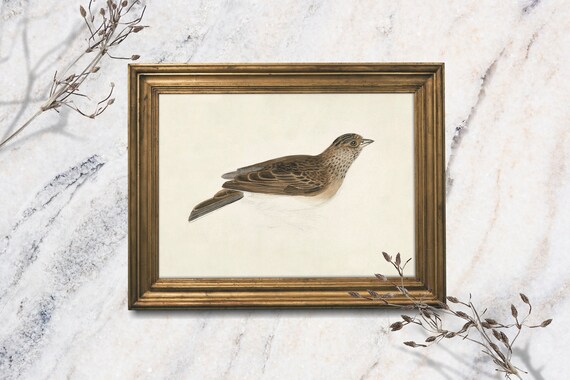 Vintage Songbird Study Brown Speckled Bird Cottage Wall Art Print