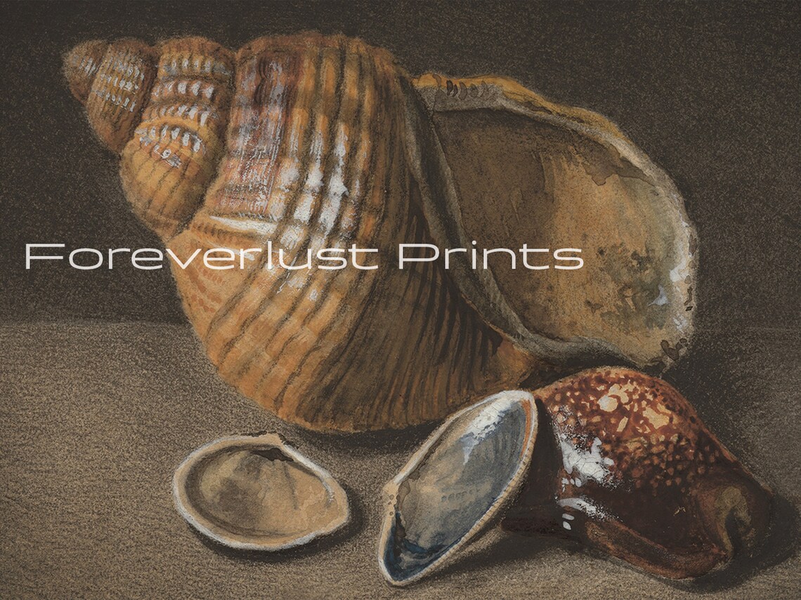 Moody Seashell Conch Still Life Dark Vintage Oil Painting Coastal Art Print - Image 2