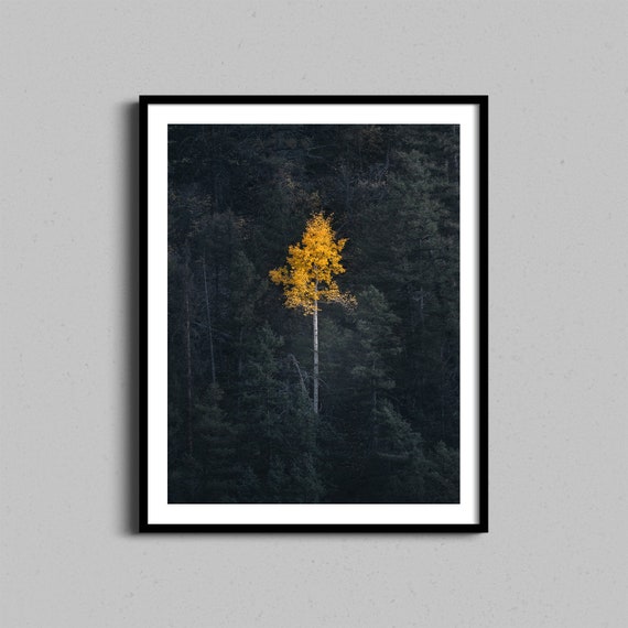 Aspen Tree Fall Photography Art Print, Colorado Mountains