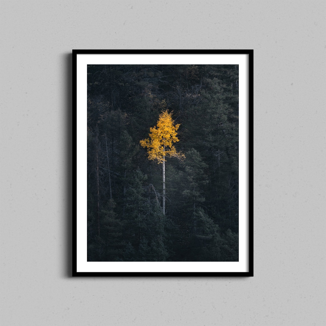 Aspen Tree Fall Photography Art Print, Colorado Mountains
